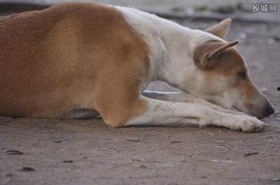 女主播狗不雅事件,网络直播伦理的反思与警示