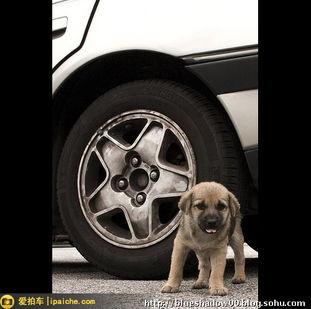 二狗汽车搞笑视频,笑料百出，车界欢乐无限