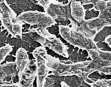 食肉菌图片,自然界中的神秘捕食者